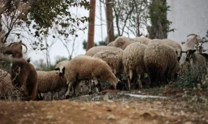 Νέα κρούσματα ευλογιάς αιγοπροβάτων στην Ελλάδα