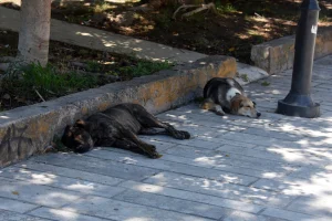 Υιοθεσία αδέσποτων: Δήμος προσφέρει 10% έκπτωση στα δημοτικά...