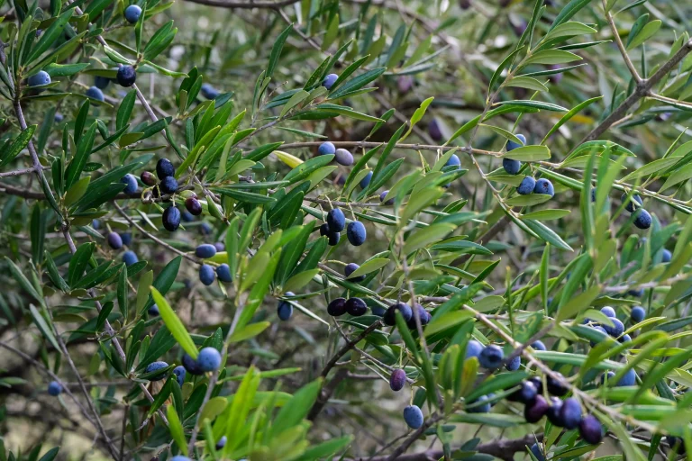 Δήλωση ελαιόδεντρων: Τι πρέπει να κάνουν οι ιδιοκτήτες για να αποφύγουν πρόστιμα έως 5.000 ευρώ