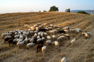 Αφθώδης πυρετός: Νέα παράταση στις αποζημιώσεις για τις...