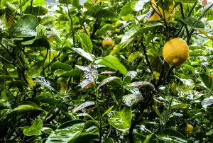 Καλλιάνος: Πρόβλεψη για ισχυρά πλημμυρικά φαινόμενα – Πότε θα χτυπήσουν