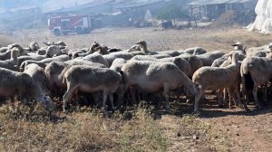 Ευλογιά αιγοπροβάτων: Τα νέα μέτρα και το σχέδιο δράσης ενόψει Πάσχα