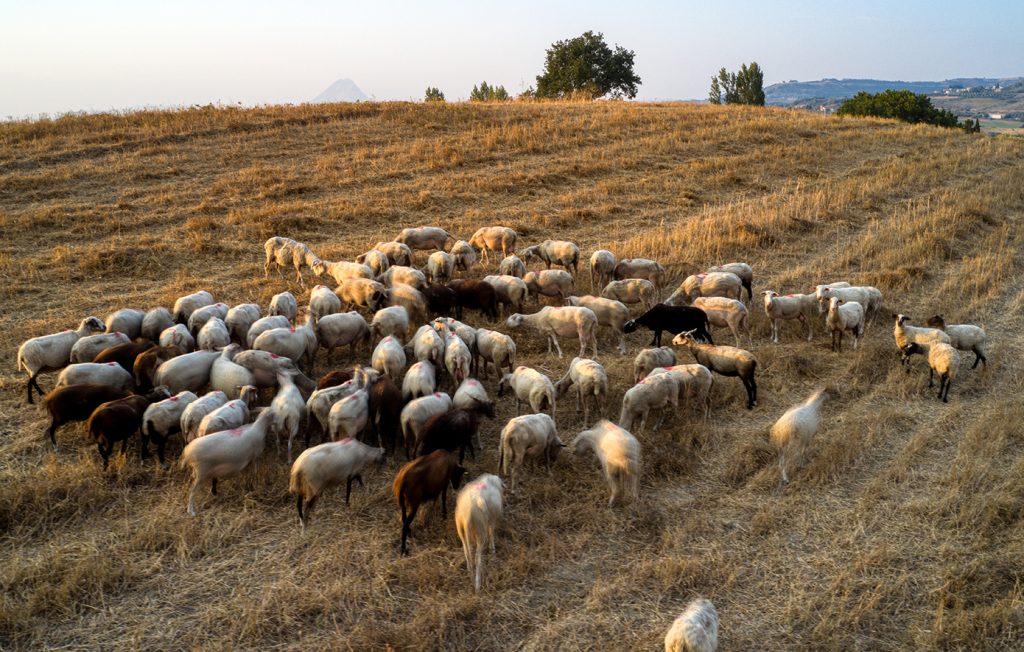 Προβληματισμός ενόψει Πάσχα με την ευλογιά των αιγοπροβάτων: Πώς επηρεάζονται οι σφαγές
