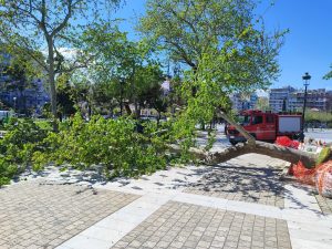 Θεσσαλονίκη: Δέντρο έπεσε σε πλατεία και τραυμάτισε δύο παιδιά