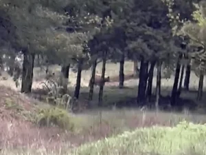 Πτολεμαΐδα: Αρκούδα εντοπίστηκε κοντά σε κατοικημένη περιοχή