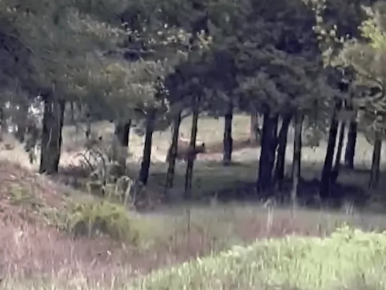 Πτολεμαΐδα: Αρκούδα εντοπίστηκε κοντά σε κατοικημένη περιοχή