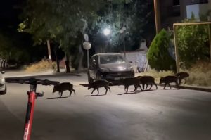 Θεσσαλονίκη: Αγριογούρουνα «εισβάλλουν» στο Πανόραμα