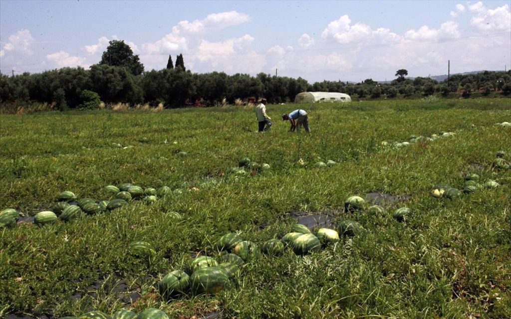 Συνταξιούχοι ΟΓΑ: Ποιοι αγρότες δικαιούνται ενισχύσεις και τι αλλάζει στις αποδοχές τους