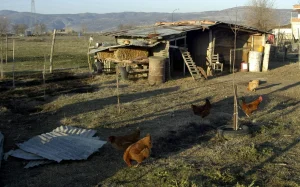 Χειροβομβίδα βρέθηκε κρυμμένη σε…κοτέτσι