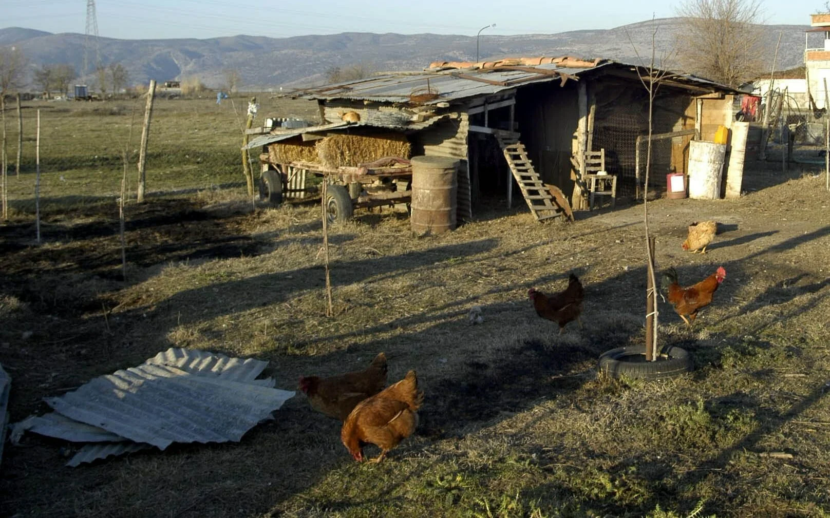 Χειροβομβίδα βρέθηκε κρυμμένη σε…κοτέτσι