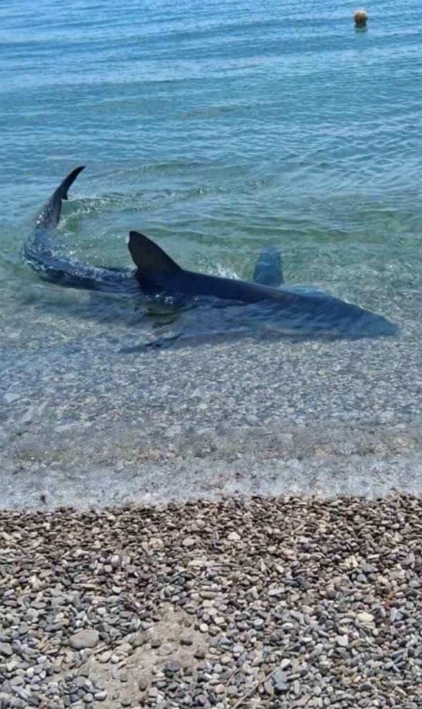 Μικρός καρχαρίας εμφανίστηκε στα ρηχά σε παραλία της Βοιωτίας – Βίντεο
