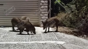 Ραφήνα: Αγριογούρουνα εισέβαλαν σε αυλή στον Νέο Βουτζά και τραυμάτισαν σκύλο