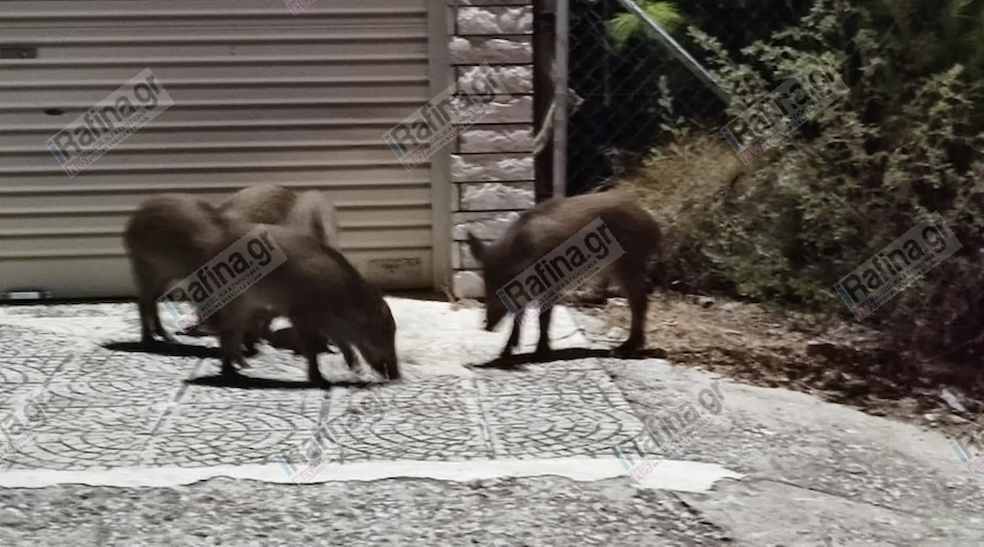 Ραφήνα: Αγριογούρουνα εισέβαλαν σε αυλή στον Νέο Βουτζά και τραυμάτισαν σκύλο