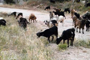 Κίνα: Για μια αγγελία βοσκού έκαναν αίτηση 700 άτομα