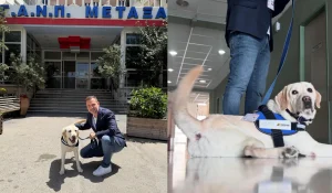 Νοσοκομείο «Μεταξά»: Ο Ντύλαν, ο πρώτος σκύλος θεραπείας του ΕΣΥ δίπλα στους ασθενείς