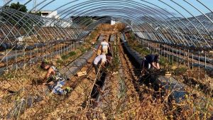 Δέκα κρούσματα φυματίωσης στην Αχαΐα – Έκτακτη σύσκεψη ΕΟΔΥ