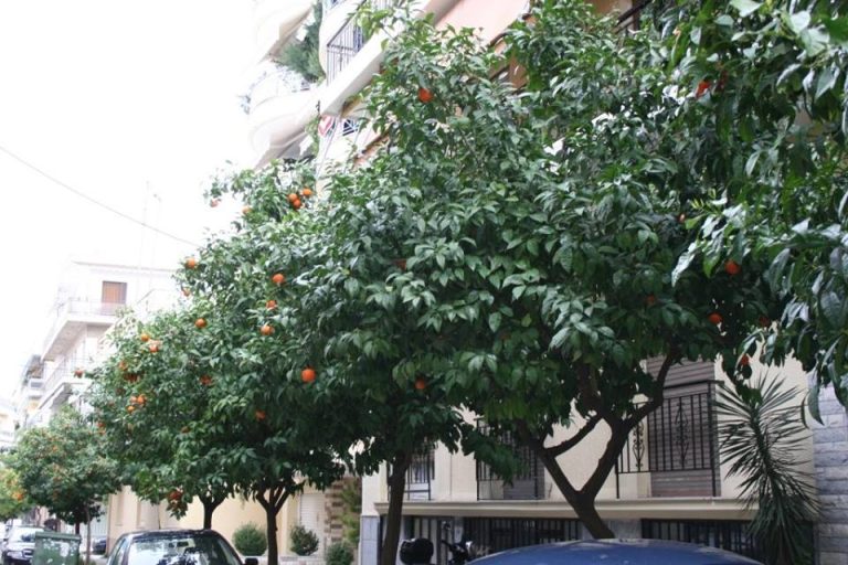 Γιατί η Αθήνα είναι γεμάτη νεραντζιές