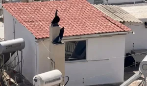 Σοκαριστικές μαρτυρίες για τα έξι παιδιά στο Περιστέρι – «Ήταν καχεκτικά και φορούσαν ακόμη πάνες»