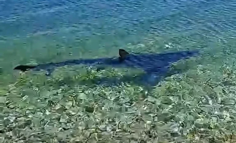 Καρχαρίας εμφανίστηκε στις Κεχριές Κορινθίας – Τι λένε οι ειδικοί για τις συχνότερες παρουσίες στις ελληνικές θάλασσες