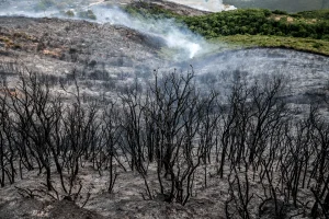 Αποζημιώσεις για πυρόπληκτους αγρότες – Ποιοι είναι οι...