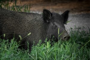 Αγριογούρουνα έκαναν βόλτες σε κεντρικό δρόμο στο Ωραιόκαστρο