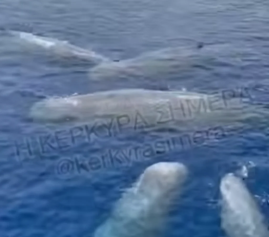 Φάλαινες στα Ελληνικά νερά: Σπάνιο βίντεο με πέντε φυσητήρες ανοιχτά της Λευκάδας