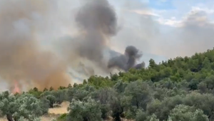 Φωτιά στον Σχίνο Κορινθίας