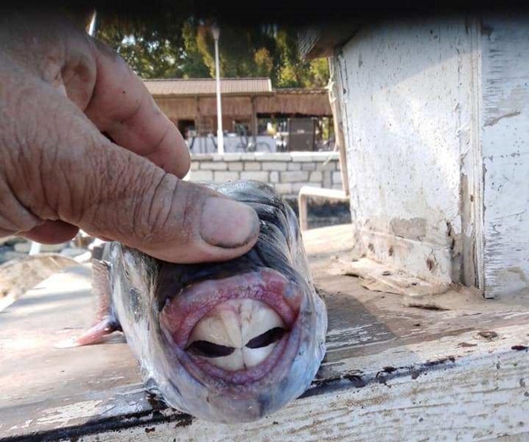Ο λαγοκέφαλος «γονατίζει» τους ψαράδες στην Κρήτη και φέρνει ανησυχία στις παραλίες