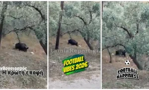 Αγριογούρουνο… το «έριξε» στο ποδόσφαιρο στη Λαμία –...