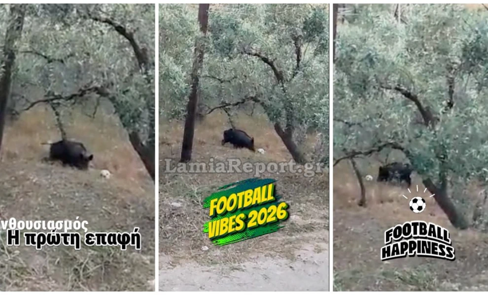 Αγριογούρουνο… το «έριξε» στο ποδόσφαιρο στη Λαμία – Έπαιζε με μπάλα σε χωράφι (βίντεο)
