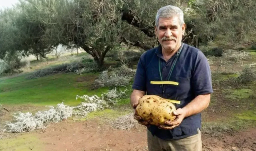 Πατάτα-γίγας στην Κρήτη: Ζυγίζει πάνω από 6 κιλά! – Δείτε εικόνες