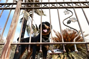 ΔΙΚΕΠΑΖ: Συνεχίζονται οι διασώσεις ζώων σε Βοιωτία και Δυτική Αττική