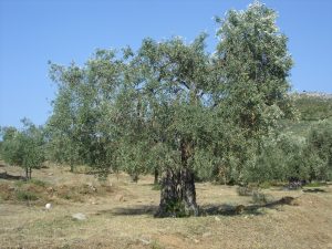Ελαιοκομικό Μητρώο: Τι πρέπει να κάνουν οι παραγωγοί για να αποφύγουν πρόστιμα 150€