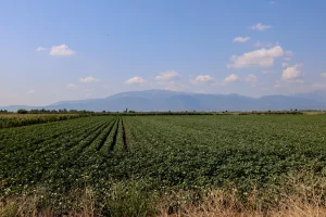 ΕΛΓΑ: Αποζημιώσεις 2,1 δισ. ευρώ – Τι αλλάζει στις πληρωμές από το 2027